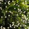 Cadena de luz Kaemingk Cluster 1512 LED blanco cálido exterior 13,5m negro