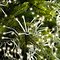 Kaemingk Cluster light chain 768 LED warm white outdoor 6m transparent