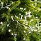 Kaemingk light chain Compact with dimmer 500 LED warm white outdoor 11 m transparent